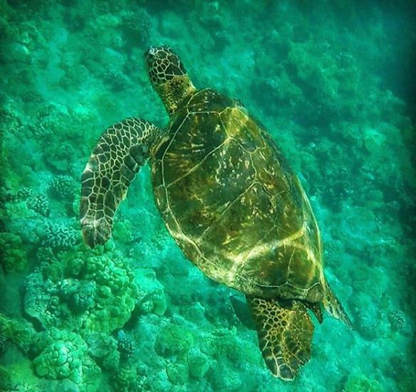 A Hawaiian green sea turtle resting over the reef