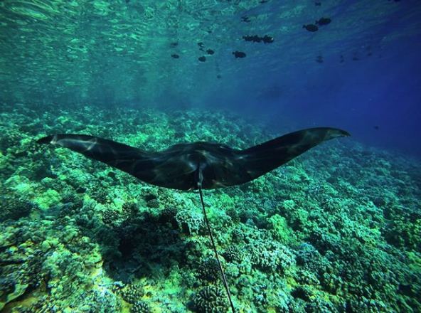 A manta ray gliding over a Maui reef