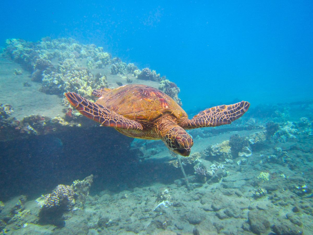A snorkeler and a sea turtle over a coral reef