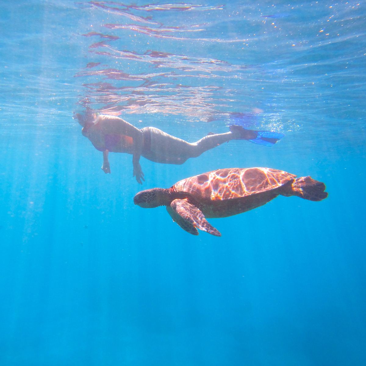 A snorkeler glides above a Hawaiian green sea turtle in clear blue water